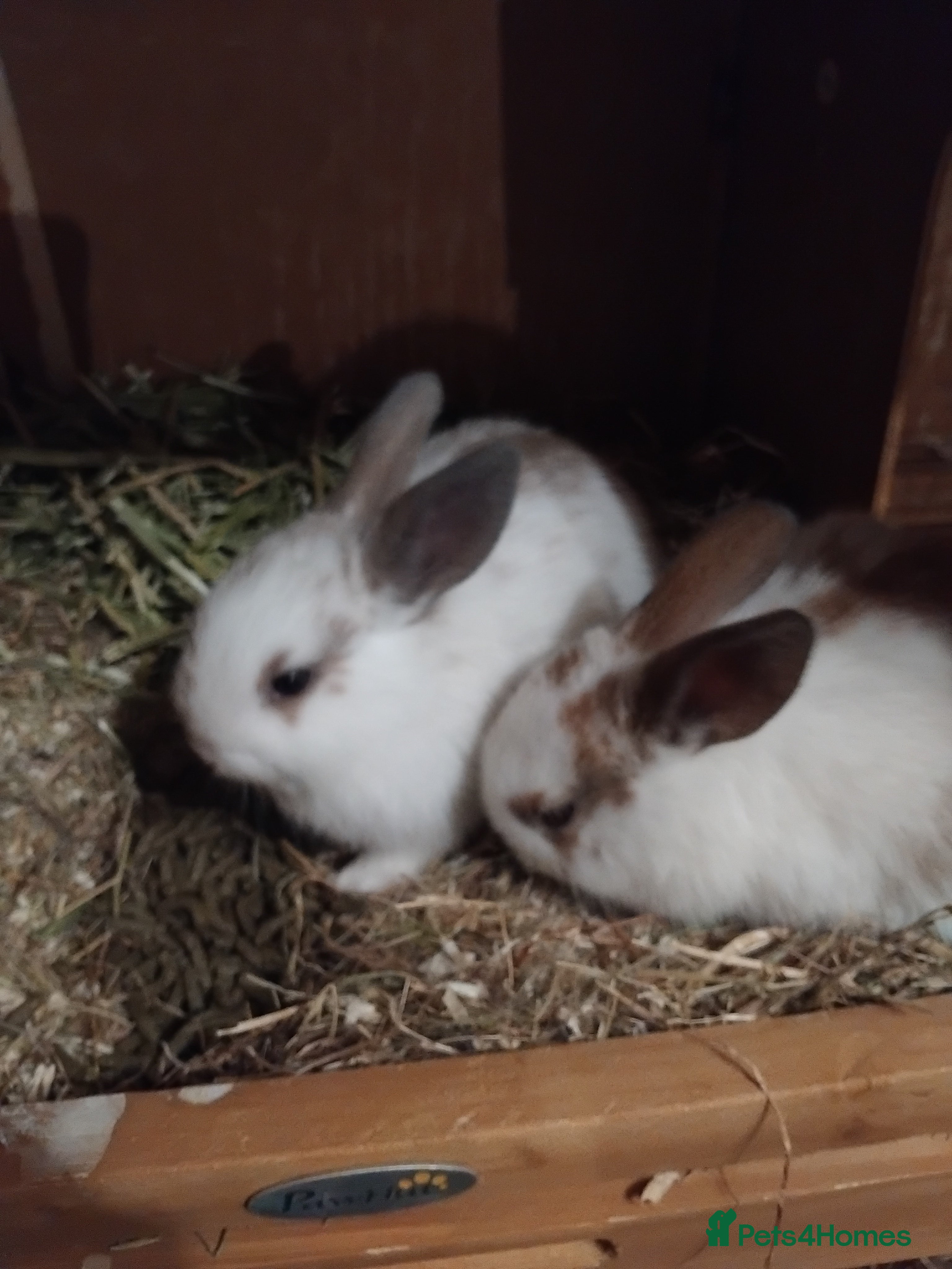 English Spot rabbits English mix breed rabbit  - Advert 11