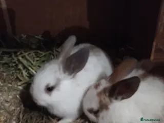 English Spot rabbits English mix breed rabbit - Advert 11