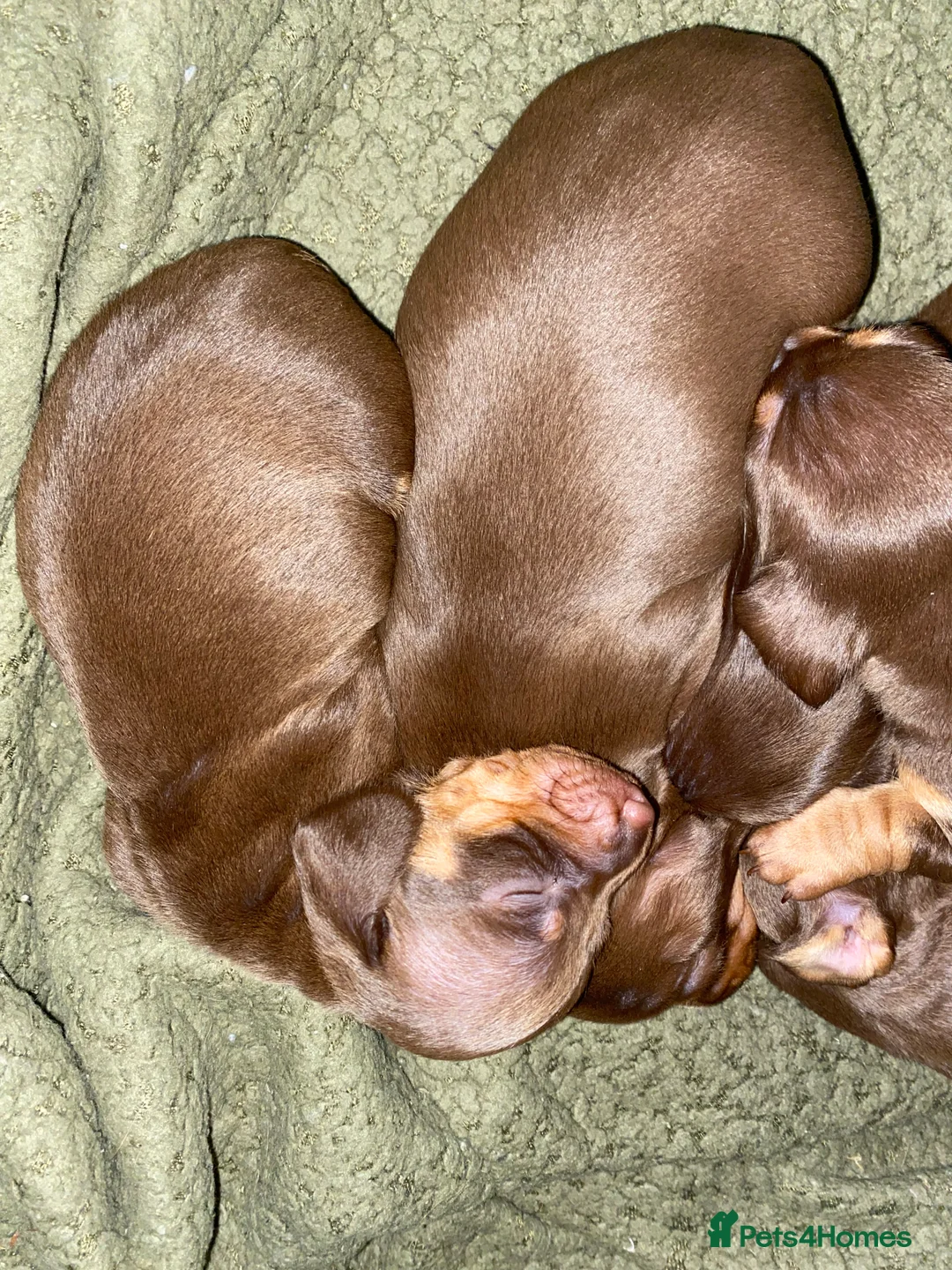 Dachshund dogs for sale: Dachshund  in Northallerton - Advert 1