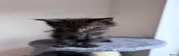 Maine Coon cats for sale: Big Ears & Fluffy Coats – Maine Coon Kittens  - Advert 19
