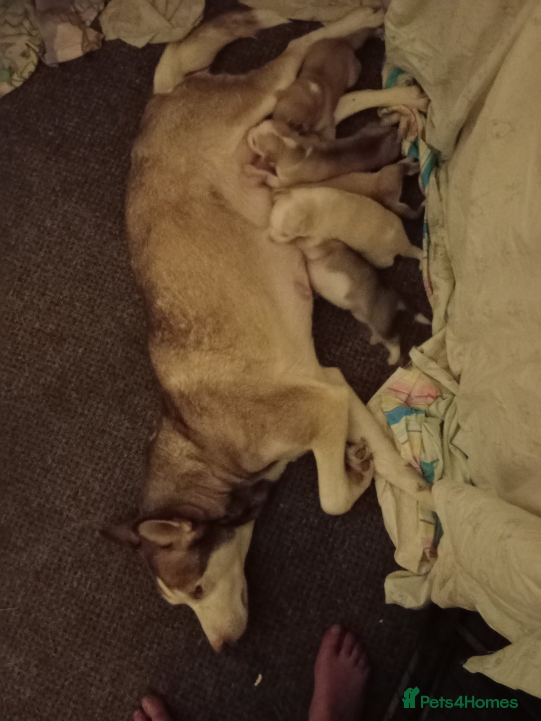 Huskita dogs for sale: Huskita pups  - Advert 1