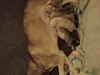 Huskita dogs Huskita pups - Advert 5