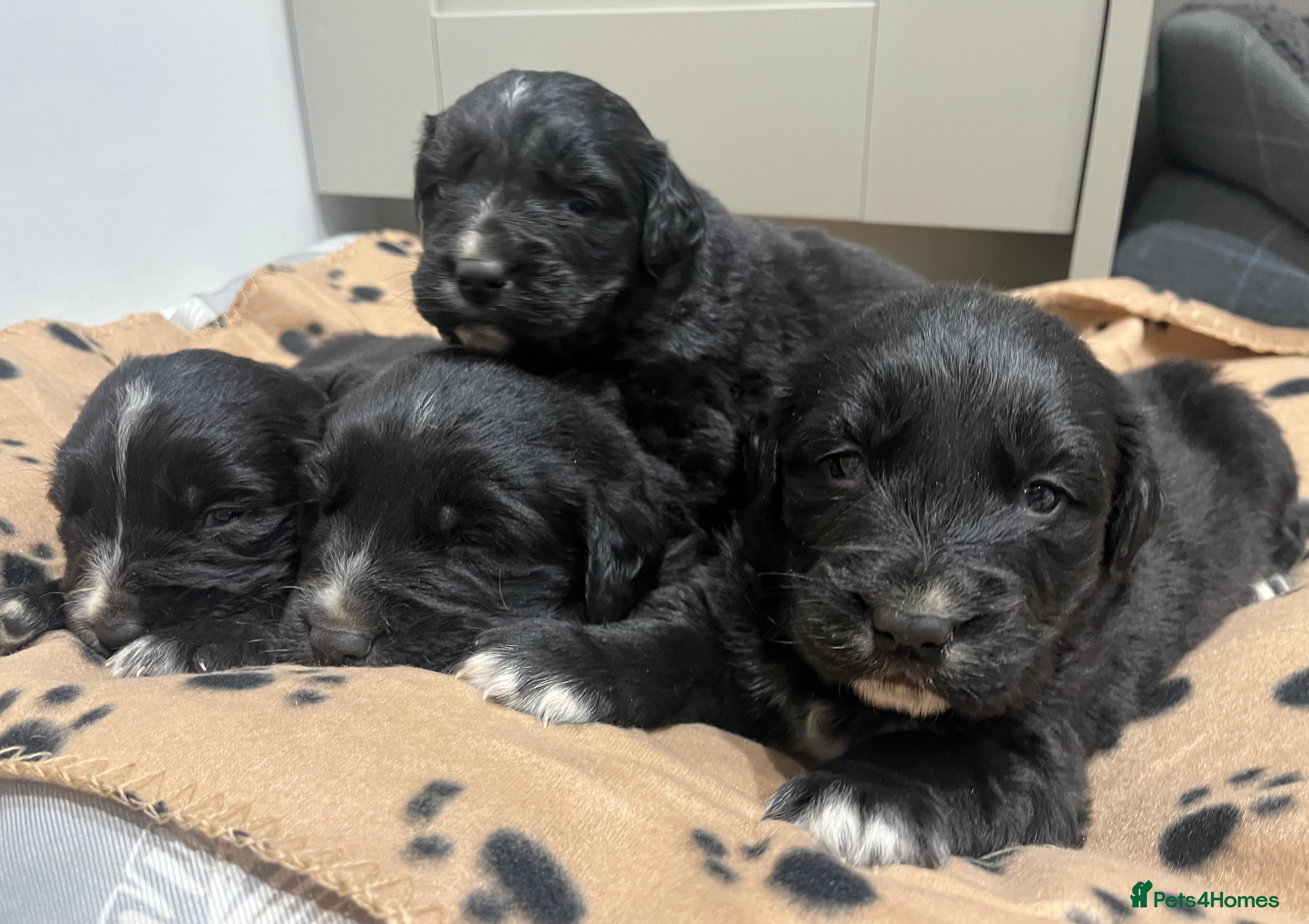 Golden Retriever dogs Beautiful Bernese Mountain Dog x Golden Retrievers - Advert 12