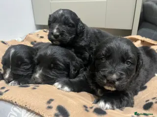 Golden Retriever dogs Beautiful Bernese Mountain Dog x Golden Retrievers - Advert 12