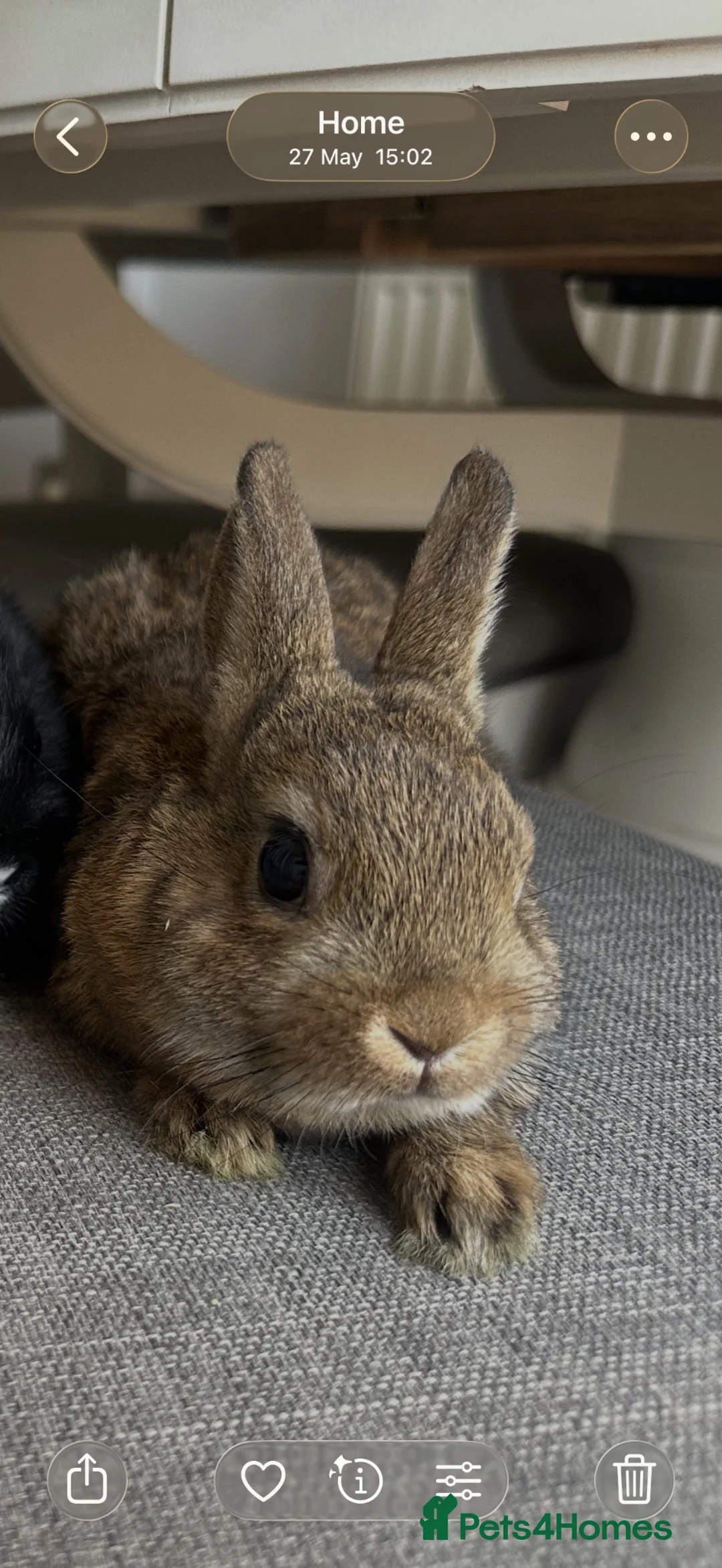 Netherland Dwarf rabbits for sale: 2 left .Lovely baby Netherlands dwarfs. - Advert 1