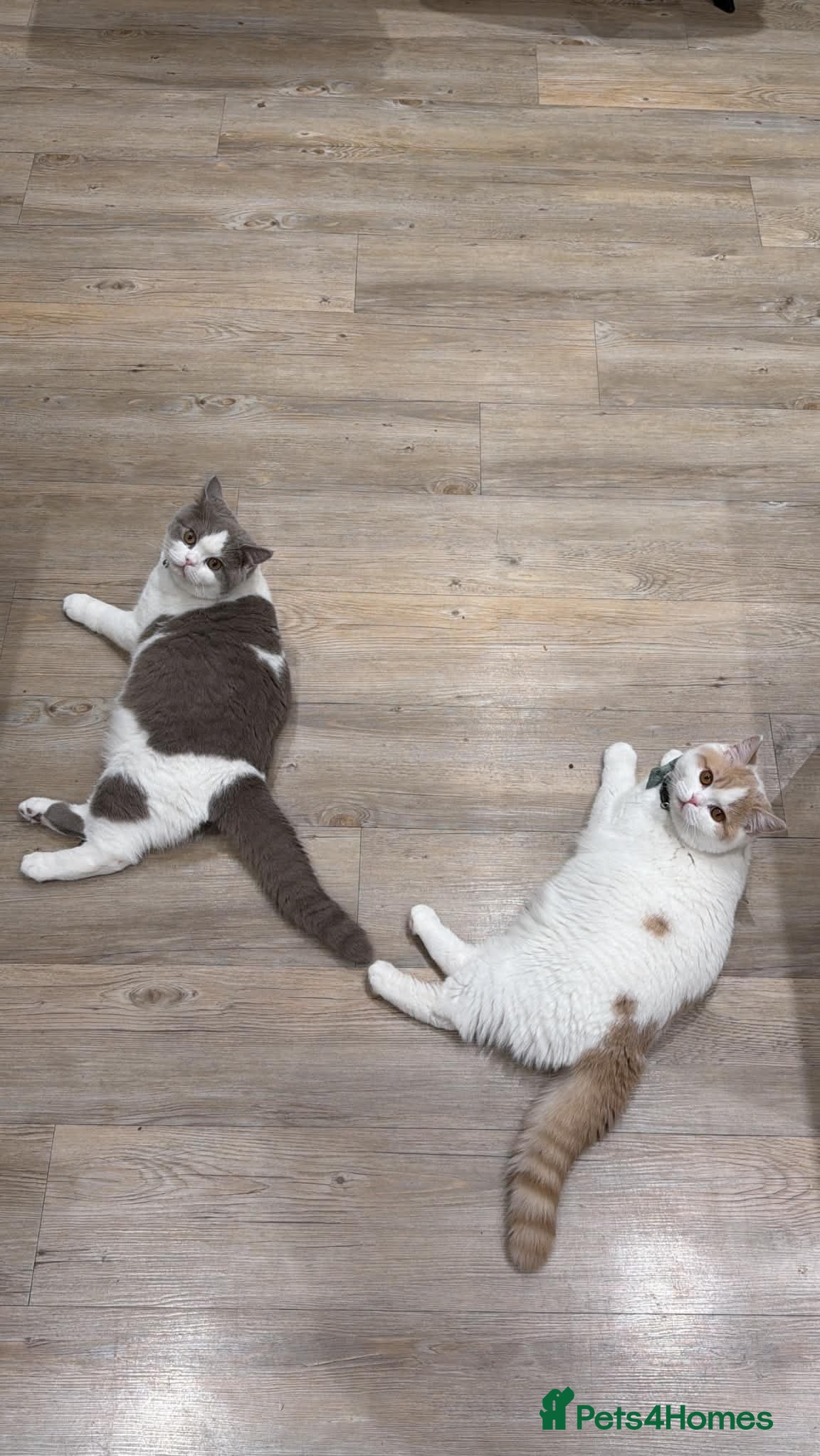 British Shorthair cats Beautiful British Short Hair Males - Advert 2