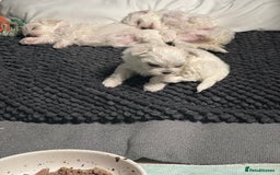 Maltese dogs for sale: 🥰 Gorgeous puppies 🥰🥰 - Image 13