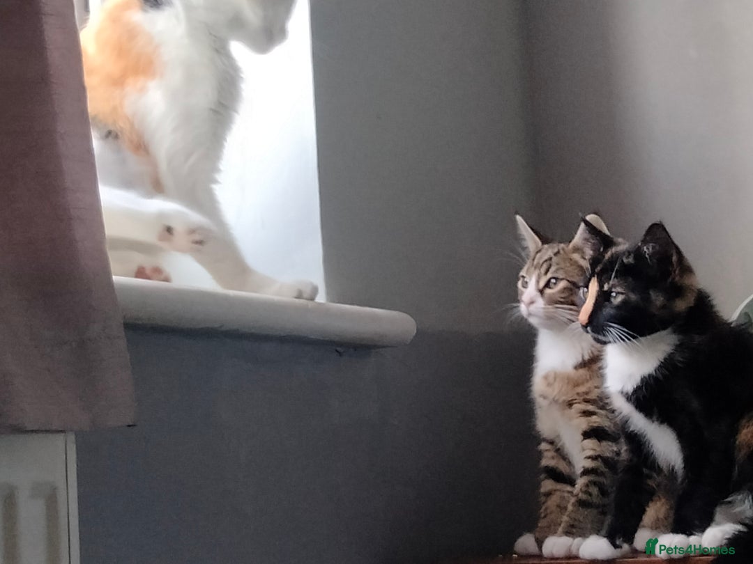 British Shorthair cats for sale: 3 kittens looking for a nice house - Image 4