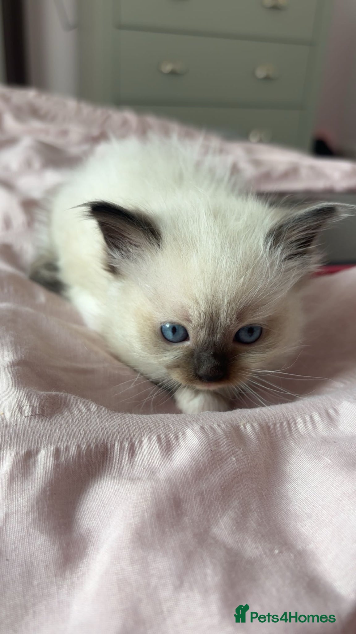 Ragdoll cats Pure breed ragdolls  - Advert 8