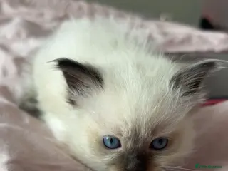 Ragdoll cats Pure breed ragdolls - Advert 8