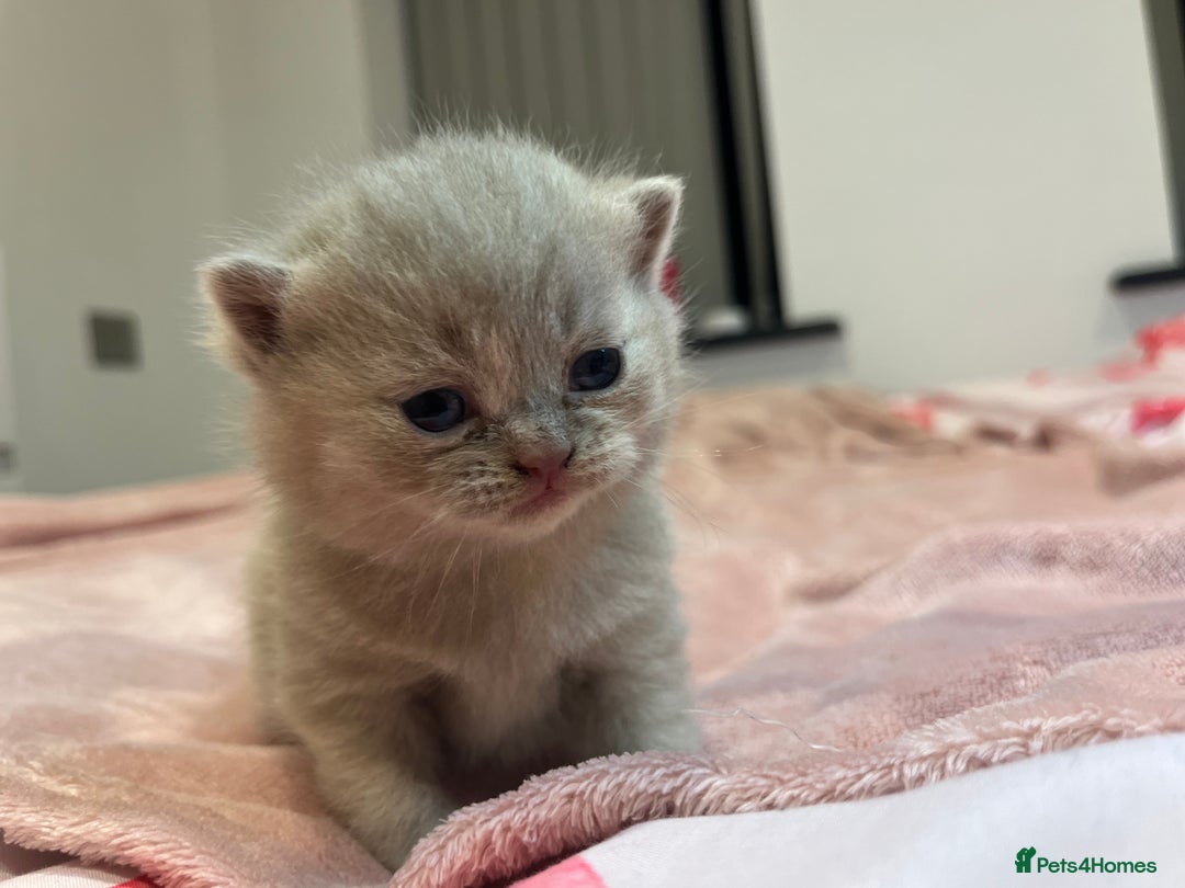 Brazilian Shorthair cats for sale: Pedigree British Shorthair Kittens Golden & Lilac - Image 14