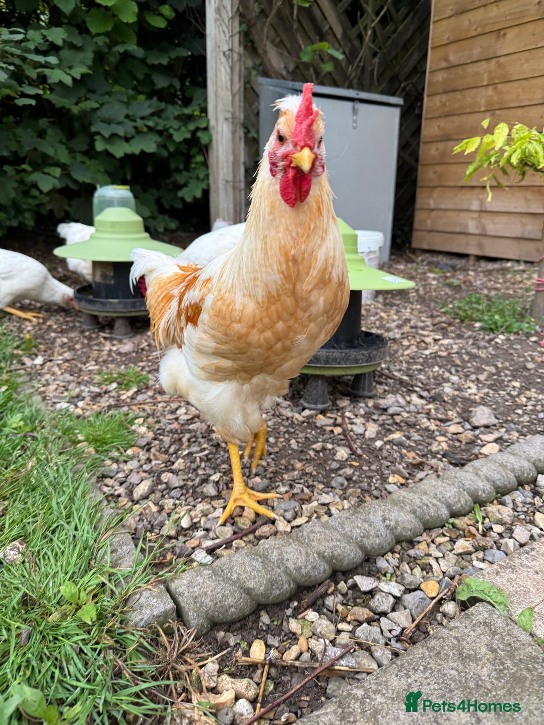 Chickens poultry for sale: Cockerels 4 months old in Cardiff - Image 2