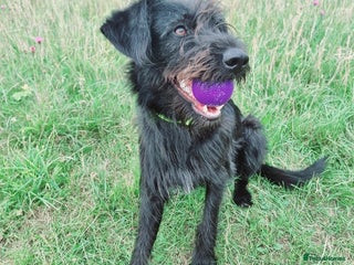 Mixed Breed dogs for sale: Shepadoodle - Advert 1