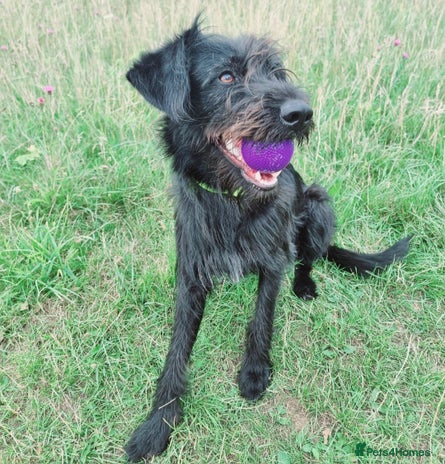 Mixed Breed dogs Shepadoodle - Advert 6