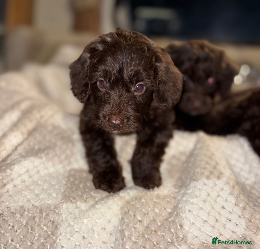 Cockapoo dogs for sale: Cockatoo Puppys - Advert 3