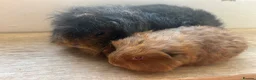 Guinea Pig rodents for sale: Father and son Swiss boys - Advert 11