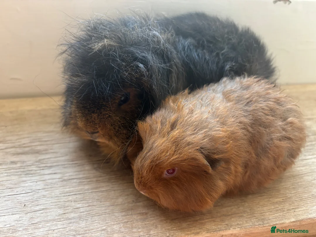 Guinea Pig rodents for sale: Father and son Swiss boys - Advert 11