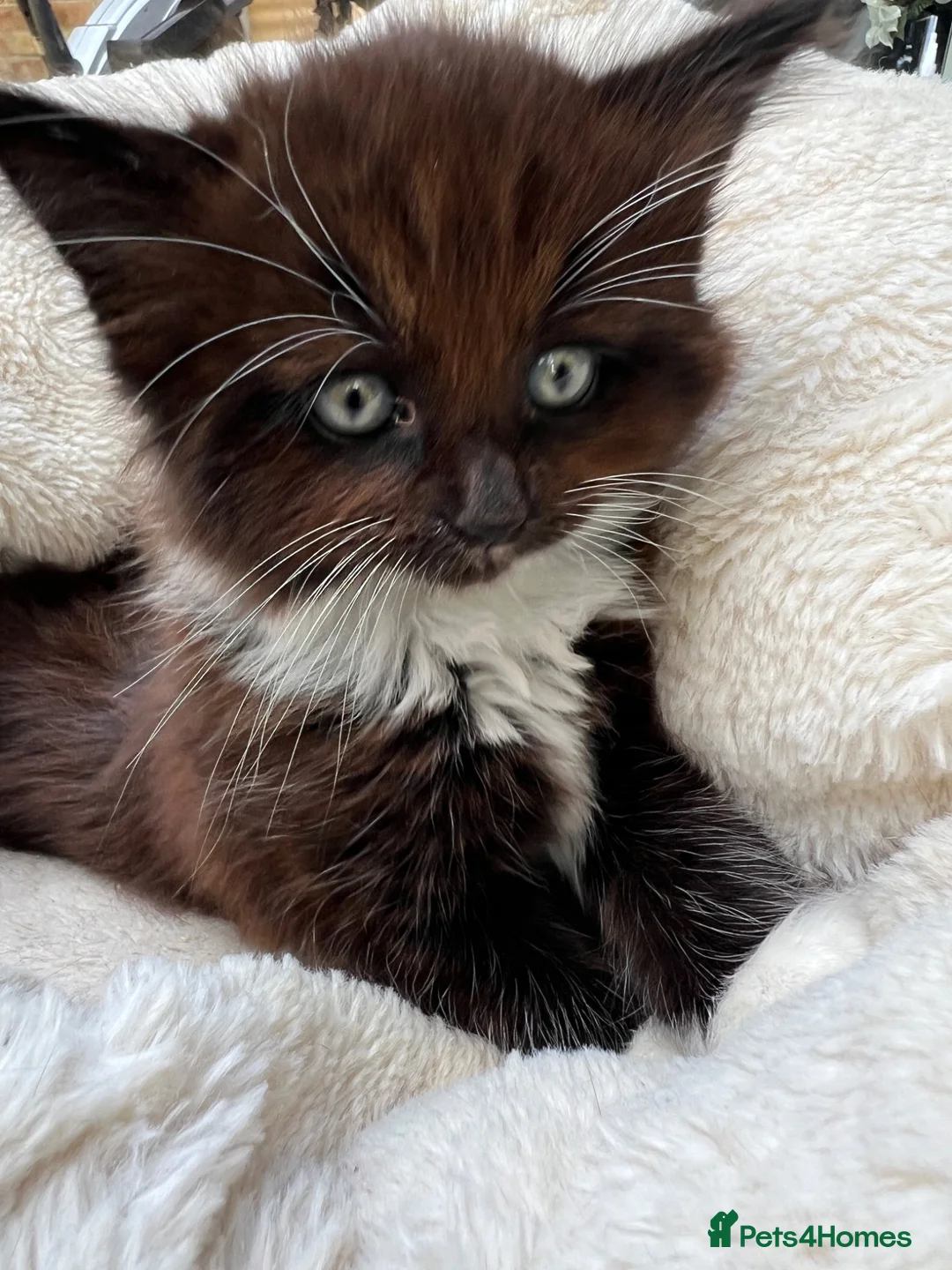Mixed Breed cats for sale: Three beautiful kittens – two girls and one boy.  - Advert 1