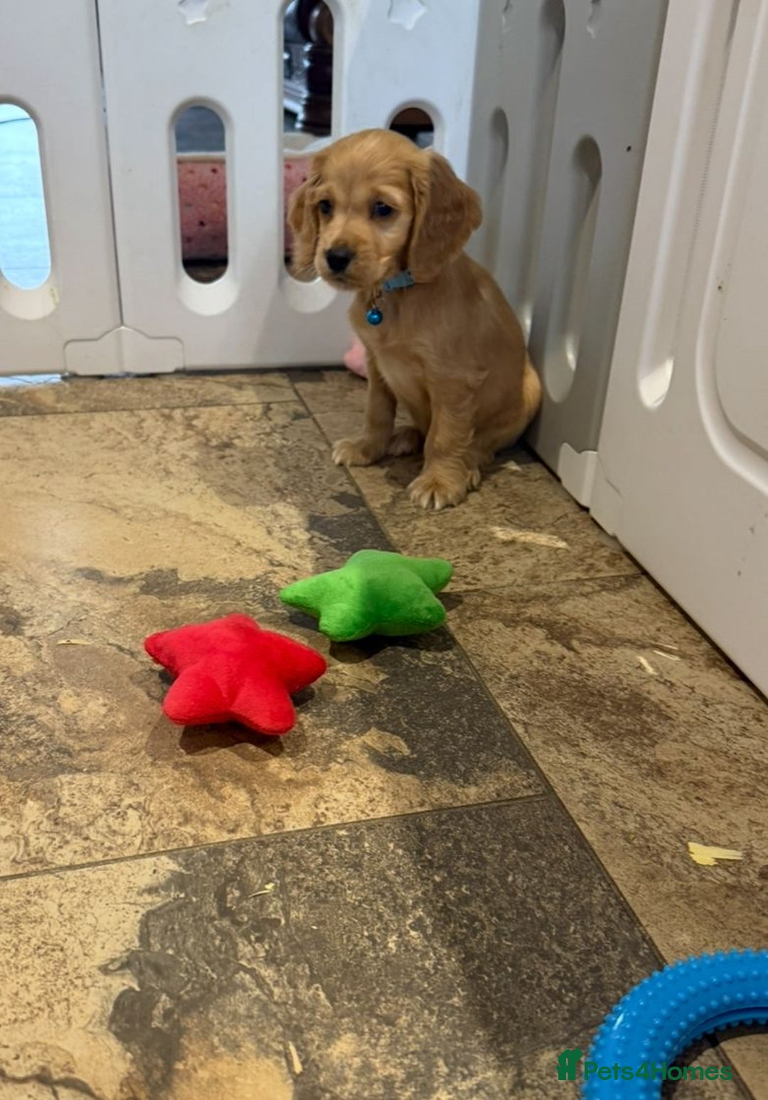 Cocker Spaniel dogs for sale: Stunning Cocker Spaniel Puppies  - Advert 3