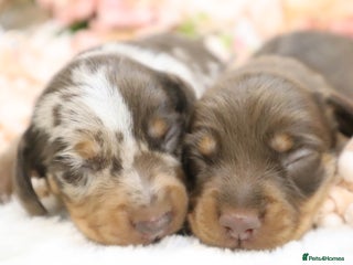 Miniature Dachshund dogs - Advert 20