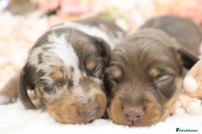 Miniature Dachshund dogs - Advert 4