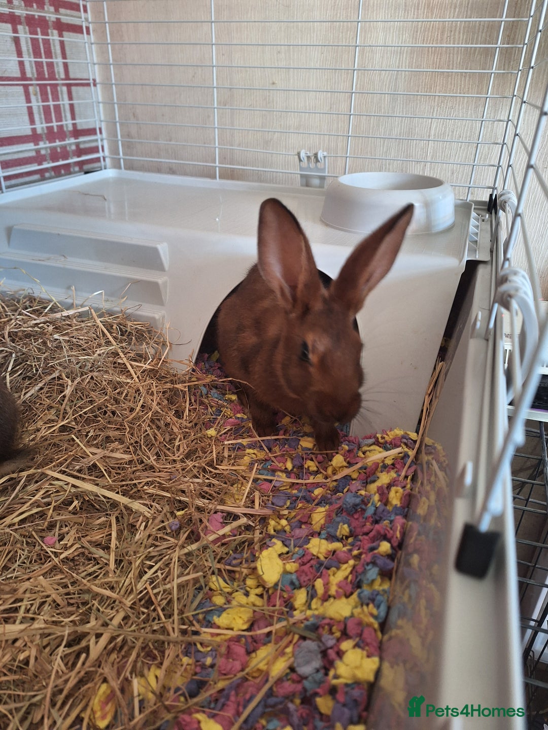 Belgian Hares rabbits for sale: Pure Belgian Hare babies for sale - Advert 8