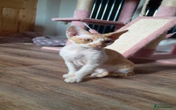Devon Rex cats for sale: Adorable Devon Rex Kittens  - 2 girls - Image 4