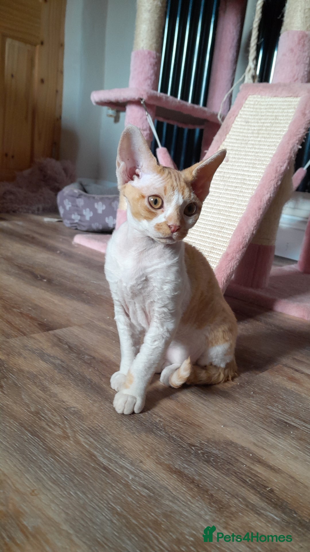 Devon Rex cats for sale: Adorable Devon Rex Kittens  - 2 girls - Image 4