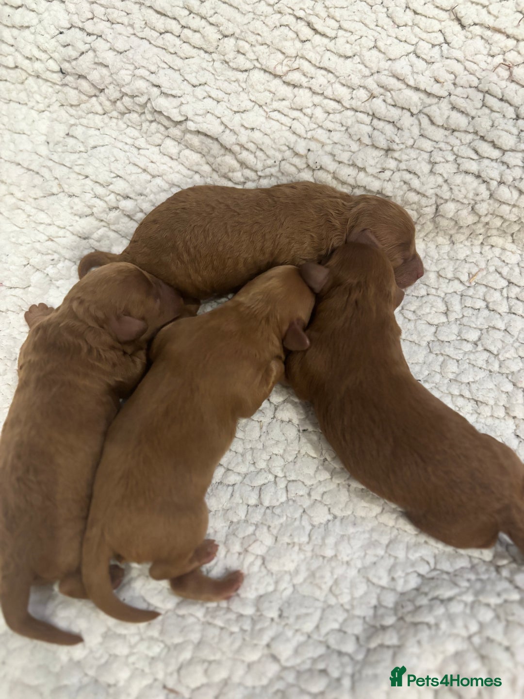 Cavapoo dogs for sale: Red Toy cavapoos  - Image 2