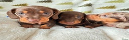Miniature Dachshund dogs for sale: 6 KC registered miniature dachshund pupps  - Advert 14