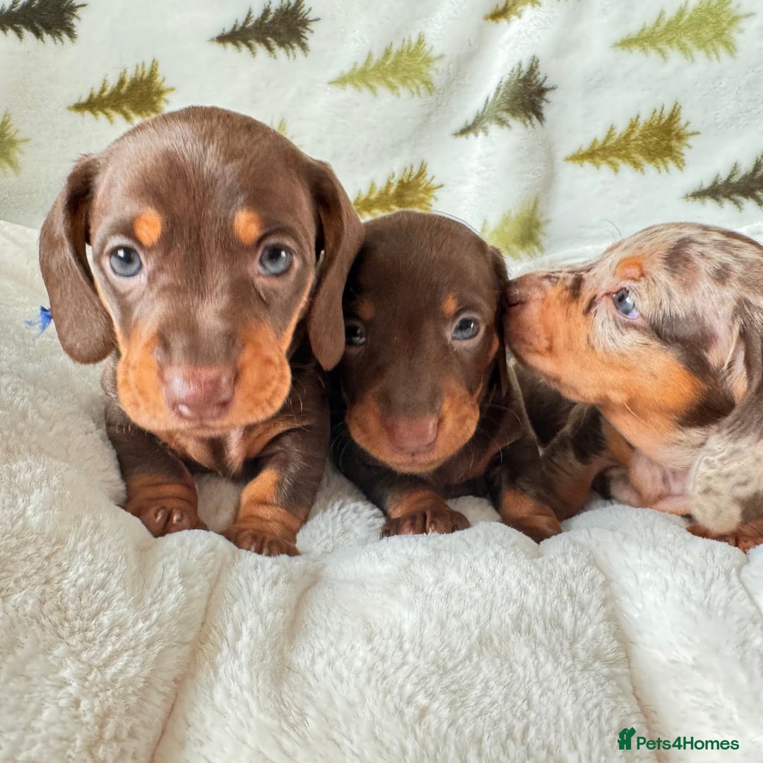 Miniature Dachshund dogs for sale: 6 KC registered miniature dachshund pupps  - Advert 14