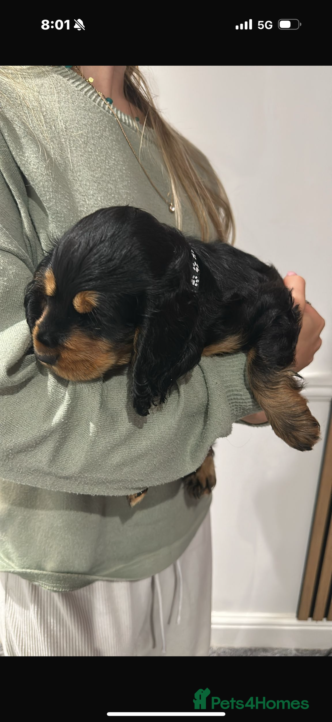 Cocker Spaniel dogs for sale: ****only 2 left****Stunning cocker puppies - Image 2