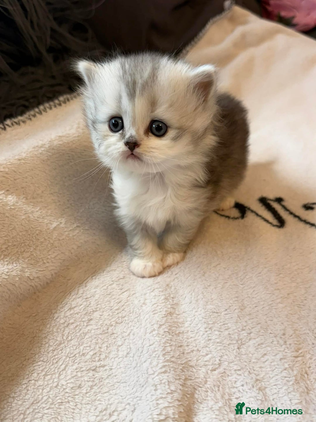 Scottish Fold cats for sale: Scottish fold / straight Kittens  - Advert 7