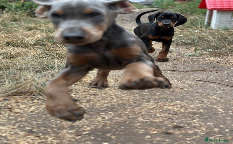 Dobermann dogs - Advert 10