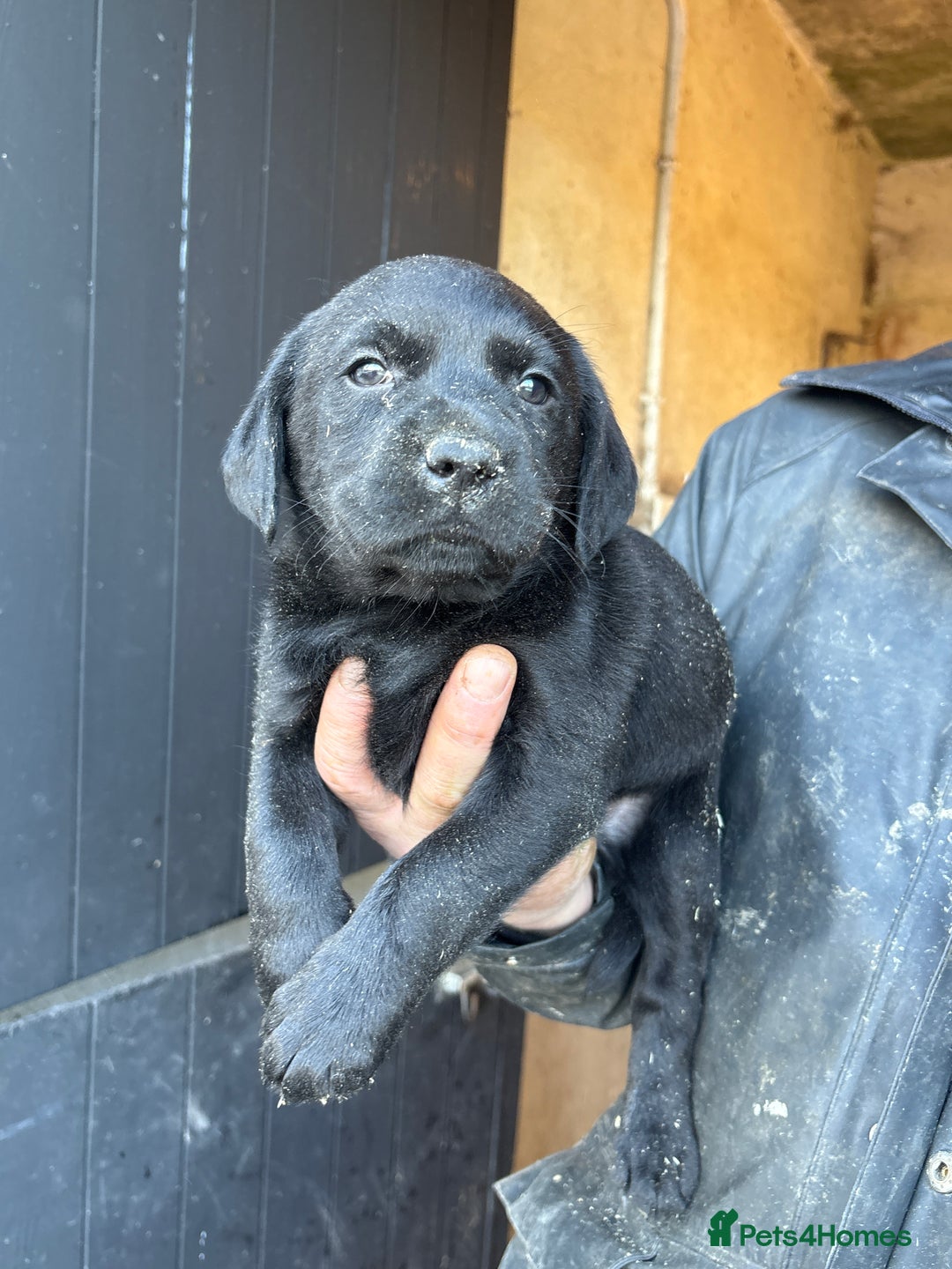 Labrador Retriever dogs for sale: Gorgeous Labrador puppies northern ireland - Image 7
