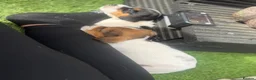 Jack Russell dogs for sale: 5 beautiful Jack Russell puppies  in Wickford - Advert 7