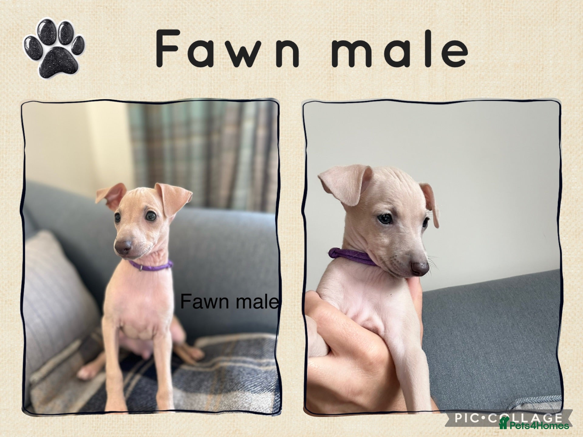 Italian Greyhound dogs Health tested KC reg Italian Greyhound Puppies  - Advert 3