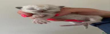 Belle