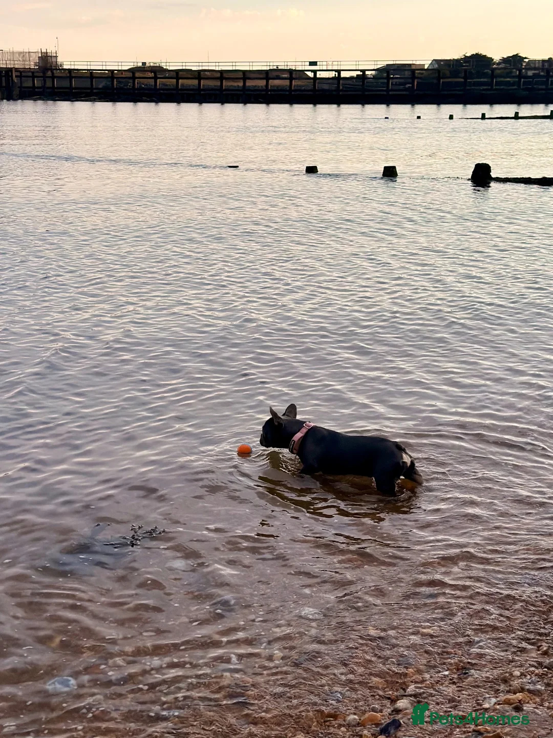 French Bulldog dogs for sale: Female French bulldog  - Advert 2