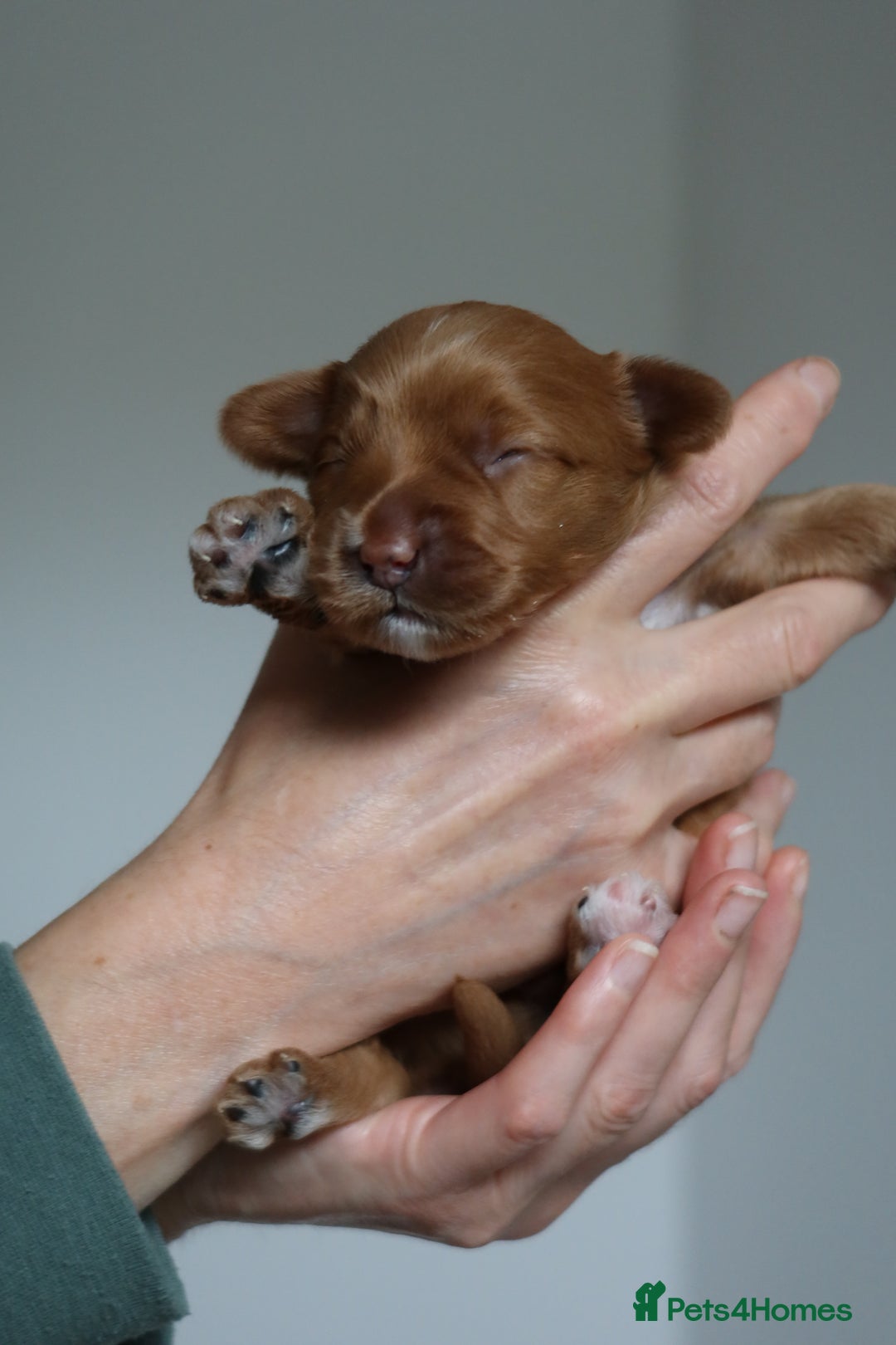 Aussiedoodle dogs for sale: Australian Labradoodles  in Middlesbrough - Image 5