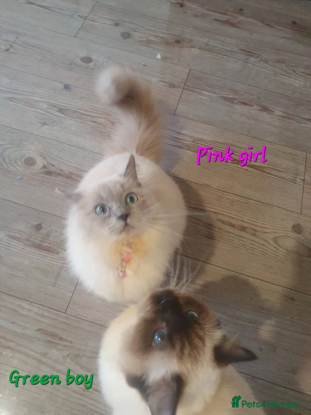Ragdoll cats for sale: Sweet&Playful ragdolls - Advert 11