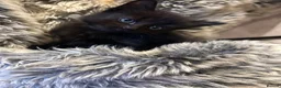 Mixed Breed cats for sale: Four beautiful mixed breed kittens - Advert 12