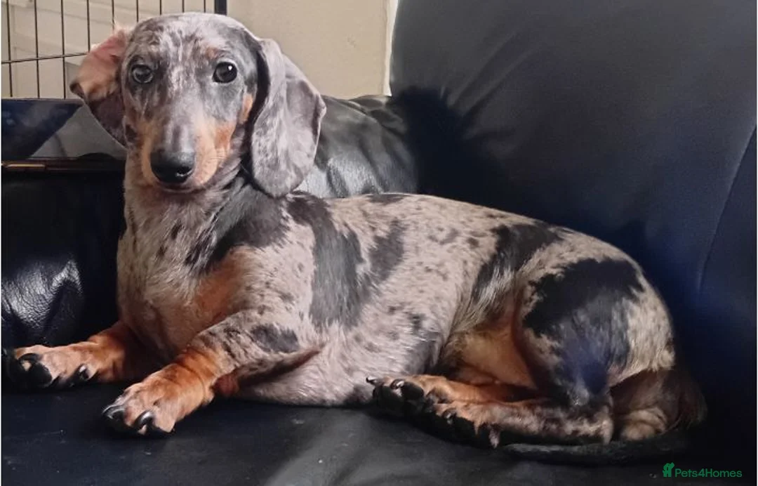 Dachshund dogs for sale: Minature sausage dogs x 2 males  - Advert 1
