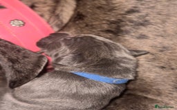 Cane Corso dogs for sale: Proudly presenting - Image 4