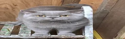 British Shorthair cats for sale: Lilac stud cat  - Advert 6