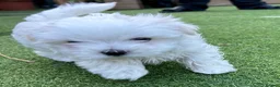 Maltese dogs for sale: Maltese Korean mini  - Advert 4