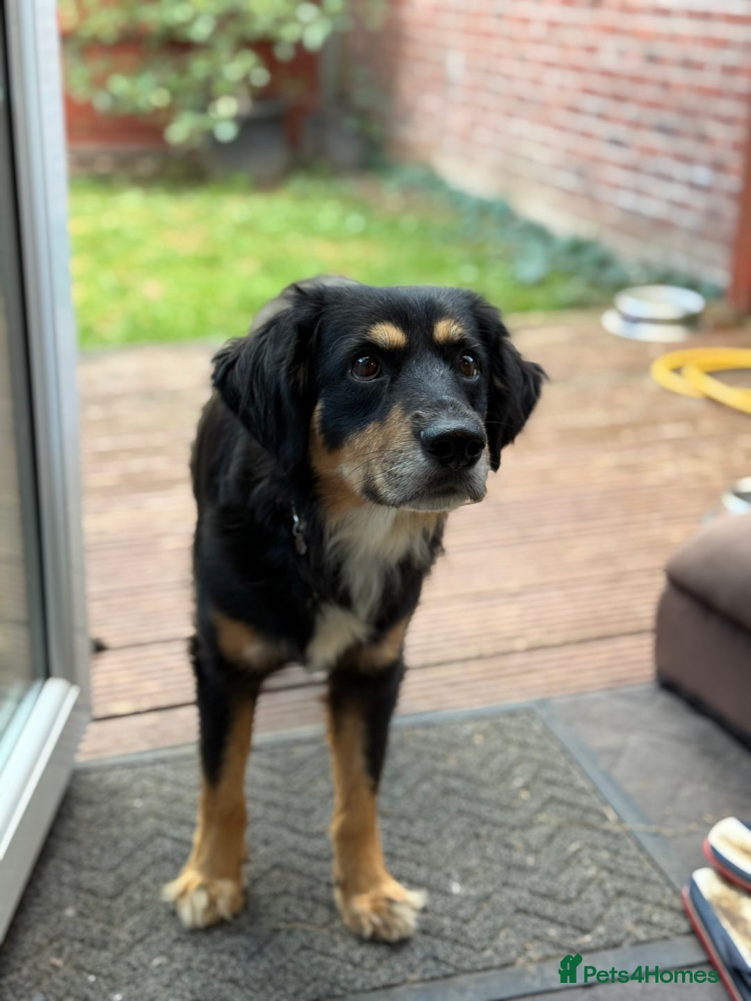 Mixed Breed dogs for adoption: Sweet Bubu Looking For Love  - Image 23