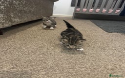 Domestic Shorthair cats for sale: 2 Male kittens - Image 7