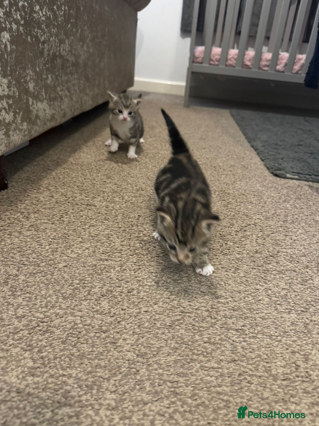 Domestic Shorthair cats for sale: 2 Male kittens - Image 7