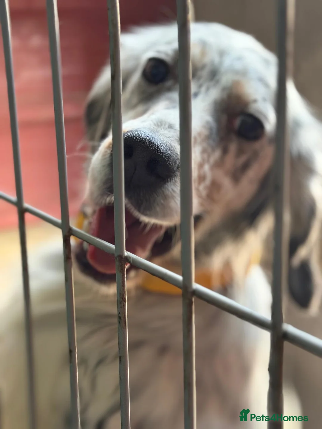 English Setter dogs for adoption: Oreka - Advert 13